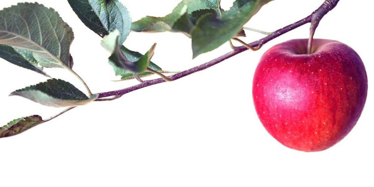 Image of an apple attached to a branch.